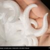 CPE HG100 750g Natural - FILLAMENTUM