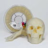Smartfil ABS MEDICAL M 750g - Smart Materials 3D