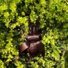PLA 1kg Prusament Mystic Brown - Prusa Original